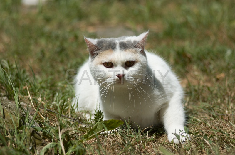 BRITISH SHORTHAIR 065.jpg